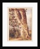 The Oak by Alexandre Calame