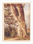 The Oak by Alexandre Calame
