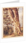 The Oak by Alexandre Calame