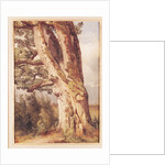 The Oak by Alexandre Calame