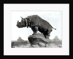 Rhinoceros, 1878 by Adolphe Giraudon