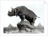 Rhinoceros, 1878 by Adolphe Giraudon