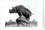 Rhinoceros, 1878 by Adolphe Giraudon