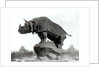 Rhinoceros, 1878 by Adolphe Giraudon