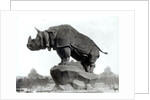 Rhinoceros, 1878 by Adolphe Giraudon