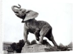 Young Elephant Caught in a Trap by Emmanuel Fremiet in front of the Trocadero Palace, constructed for the Universal Exposition, Paris, 1888 by Adolphe Giraudon