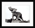 Young Elephant Caught in a Trap by Emmanuel Fremiet in front of the Trocadero Palace, constructed for the Universal Exposition, Paris, 1888 by Adolphe Giraudon