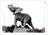 Young Elephant Caught in a Trap by Emmanuel Fremiet in front of the Trocadero Palace, constructed for the Universal Exposition, Paris, 1888 by Adolphe Giraudon