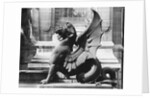 Chimaera from the St. Michel fountain, Paris, c.1860 by Adolphe Giraudon