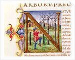 Historiated Initial 'N' depicting a man hewing trees, the 'Natural History' by Pliny the Elder by Italian School