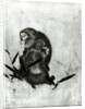 Monkeys by Sosen Mori
