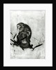 Monkeys by Sosen Mori