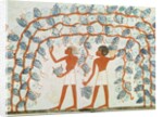 Picking grapes by Egyptian 18th Dynasty