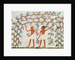 Picking grapes by Egyptian 18th Dynasty