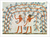 Picking grapes by Egyptian 18th Dynasty