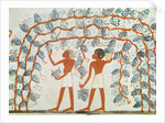 Picking grapes by Egyptian 18th Dynasty