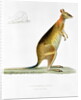 Kangaroo by Pancrace Bessa