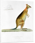 Kangaroo by Pancrace Bessa