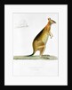 Kangaroo by Pancrace Bessa