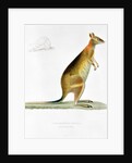 Kangaroo by Pancrace Bessa