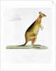 Kangaroo by Pancrace Bessa