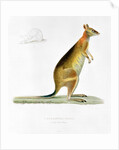 Kangaroo by Pancrace Bessa