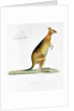 Kangaroo by Pancrace Bessa