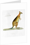Kangaroo by Pancrace Bessa