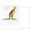 Kangaroo by Pancrace Bessa