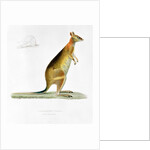 Kangaroo by Pancrace Bessa