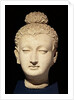 Head of a Buddha, Greco-Buddhist style, from Hadda by Afghan School