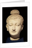 Head of a Buddha, Greco-Buddhist style, from Hadda by Afghan School
