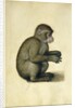 A Monkey, 16th century by Albrecht Dürer or Duerer