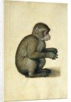A Monkey, 16th century by Albrecht Dürer or Duerer