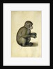 A Monkey, 16th century by Albrecht Dürer or Duerer