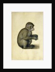A Monkey, 16th century by Albrecht Dürer or Duerer