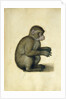 A Monkey, 16th century by Albrecht Dürer or Duerer