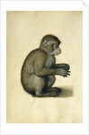 A Monkey, 16th century by Albrecht Dürer or Duerer
