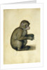 A Monkey, 16th century by Albrecht Dürer or Duerer