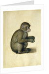 A Monkey, 16th century by Albrecht Dürer or Duerer