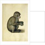 A Monkey, 16th century by Albrecht Dürer or Duerer