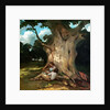 The Large Oak, 19th century by Gustave Courbet