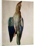 Blue Crow, 1512 by Albrecht Dürer or Duerer