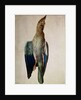 Blue Crow, 1512 by Albrecht Dürer or Duerer