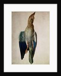 Blue Crow, 1512 by Albrecht Dürer or Duerer