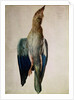 Blue Crow, 1512 by Albrecht Dürer or Duerer