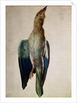Blue Crow, 1512 by Albrecht Dürer or Duerer
