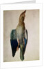 Blue Crow, 1512 by Albrecht Dürer or Duerer