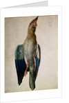 Blue Crow, 1512 by Albrecht Dürer or Duerer