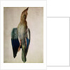 Blue Crow, 1512 by Albrecht Dürer or Duerer